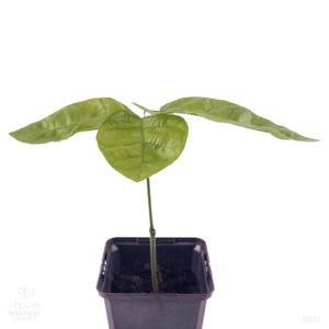 Peut inclure: Jeune plant de cacao dans un pot noir carré. La plante a une fine tige verte et trois grandes feuilles vertes vibrantes. Les feuilles ont des nervures proéminentes et une surface texturée. Le pot est rempli de terre sombre, et le fond est blanc.