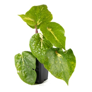 1 Paan Betel leaf plant | Vine | In 7cm pot | Grown from cutting | Piper Betle | Rare in EU | South Asian | Paan pata | Daun Sirih |