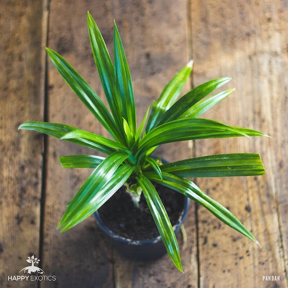 1 Happy Pandan Plant- Pandanus Amaryllifolius - Etsy Denmark