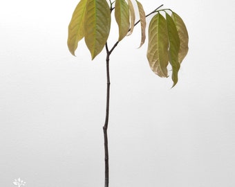 1 Kepel tree - Stelechocarpus burahol