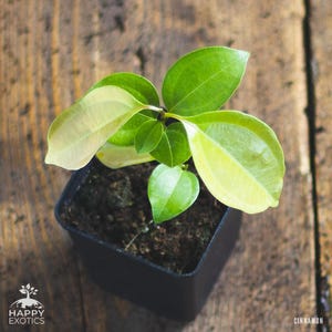 Peut inclure: Une petite plante de cannelle dans un pot en plastique noir avec de la terre sombre. La plante présente des feuilles panachées aux nuances de vert profond et de jaune-vert pâle. Le texte Happy Exotics et Cinnamon est visible.