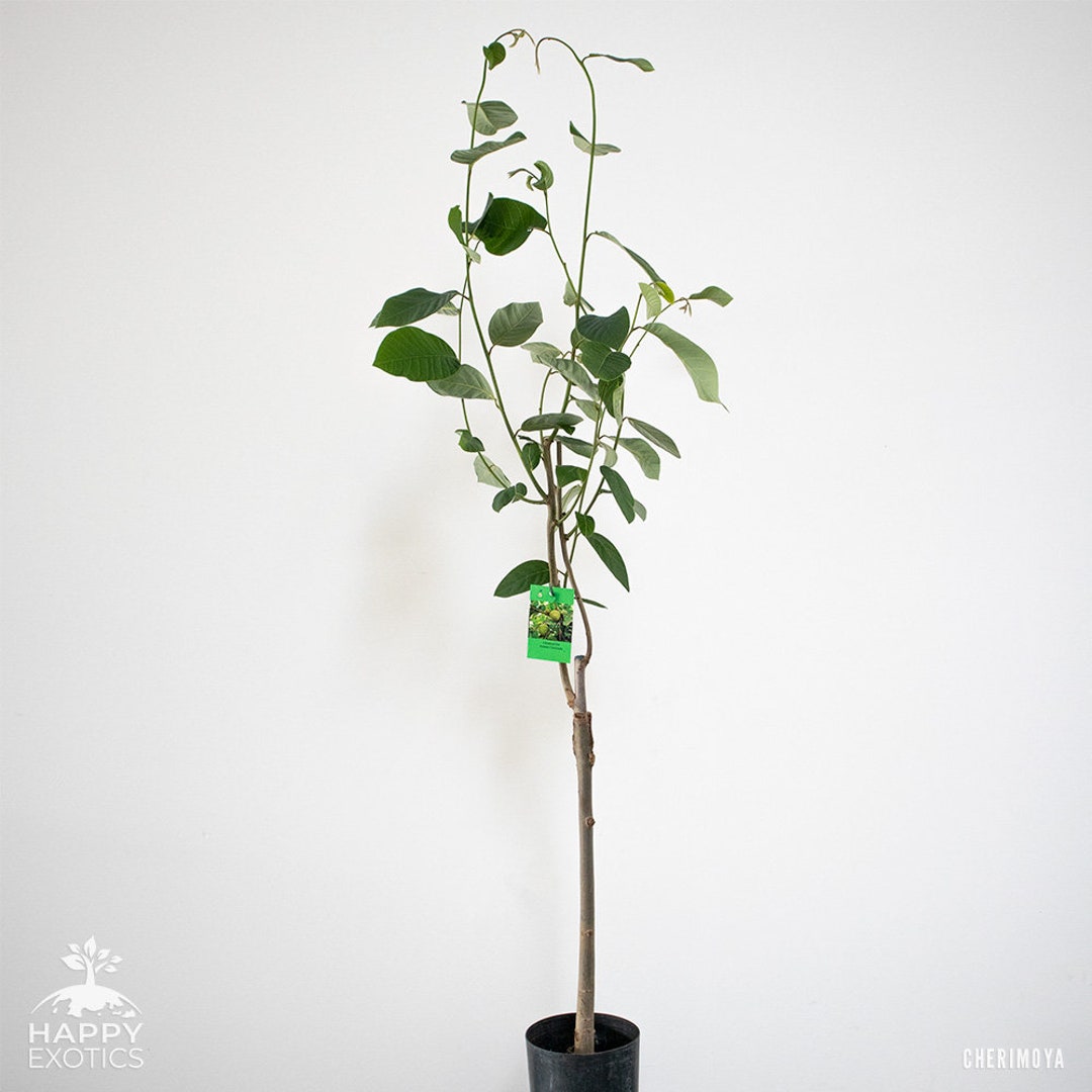 Pianta Di Annona Cherimola 'Fino De Jete' Autofertile Foto Reali H - Foto 4