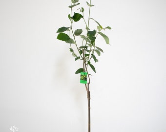 1 glücklicher Cherimoya-Baum, veredelt mit Fino de Jete - Annona cherimola