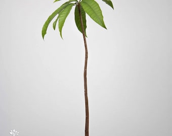 1 Super vrolijke Canistelboom - Pouteria campechiana