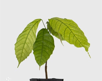 1 glücklicher Kakaobaum | Theobroma-Kakao | National | Aus Samen gewachsen | Selten in der EU | Zimmerpflanze