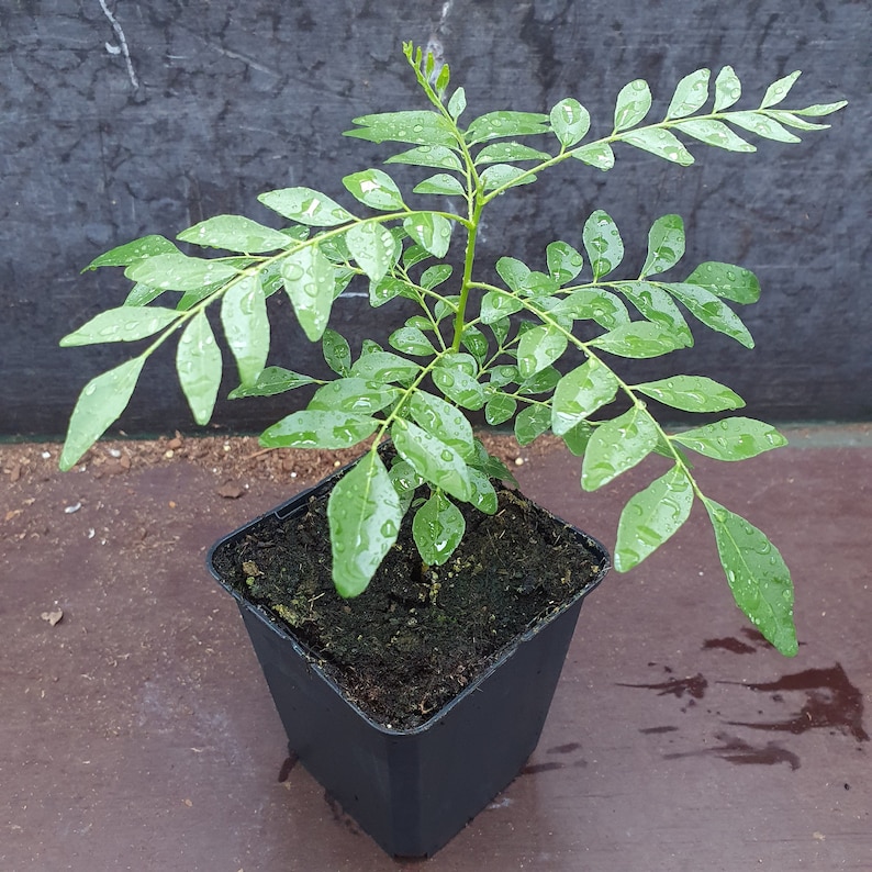 1 sehr glückliche Currybaum plant für frische Curryblätter Murraya Koenigii Bild 1