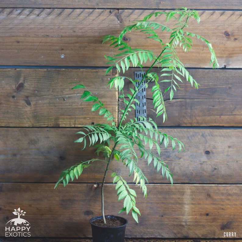 1 sehr glückliche Currybaum plant für frische Curryblätter Murraya Koenigii 90-100 cm