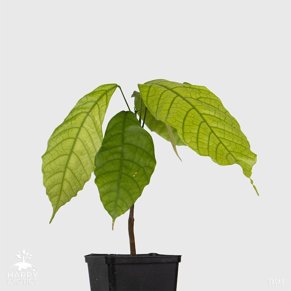 1 glücklicher Kakaobaum | Theobroma-Kakao | Forastero | Aus Samen gewachsen | Selten in der EU | Zimmerpflanze