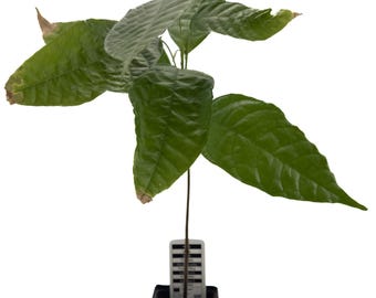 1 vrolijke cacaoboom | Theobroma-cacao | Trinitario | Uit zaad gegroeid | Zeldzaam in de EU | Kamerplant