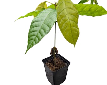 1 Chocolate Tree | Theobroma Cacao | Colorado Variety | South American Seedling | Rare in EU | Indoor Cultivation | Fine Bean Production