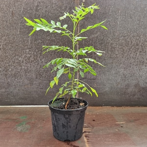 1 sehr glückliche Currybaum plant für frische Curryblätter Murraya Koenigii Bild 7