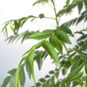 1 sehr glückliche Currybaum plant für frische Curryblätter Murraya Koenigii Bild 9