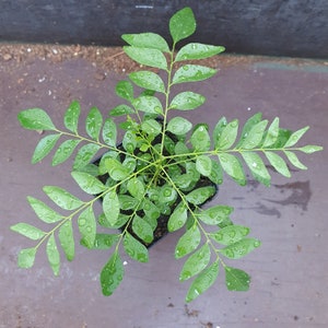 1 plante très heureuse de feuilles de curry pour les feuilles fraîches Murraya Koenigii image 2