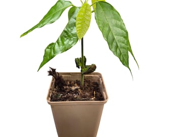 1 Chocolate Tree | Theobroma Cacao | CriolloVariety | South American Seedling | Rare in EU | Indoor Cultivation | Fine Bean Production