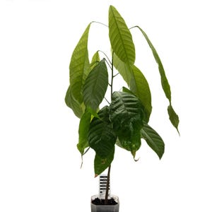 Può includere: Un giovane albero di cacao con grandi foglie verde scuro. La pianta è in un piccolo vaso di plastica trasparente con un'etichetta bianca. Le foglie sono di un colore verde vibrante e la pianta ha un fusto sottile e marrone. Lo sfondo è bianco.