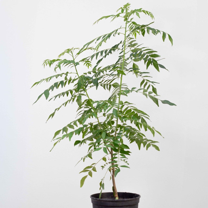 1 plante très heureuse de feuilles de curry pour les feuilles fraîches Murraya Koenigii image 10