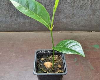 1 happy jackfruit tree - artocarpus heterophyllus