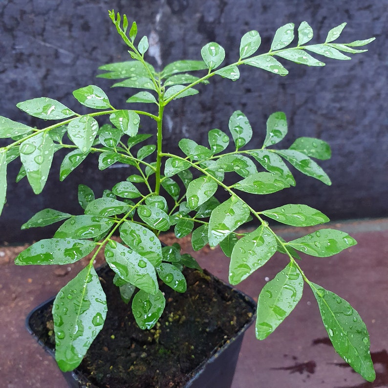 1 sehr glückliche Currybaum plant für frische Curryblätter Murraya Koenigii Bild 4