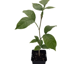 1 IJsbonenboom | Opgekweekt uit zaad in pot van 9 cm | Inga Edulis | Zeldzaam in de EU | Zuid-Amerika | Joaquinquil | Cuaniquil | Guama | Guaba |
