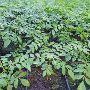 1 sehr glückliche Currybaum plant für frische Curryblätter Murraya Koenigii Bild 5