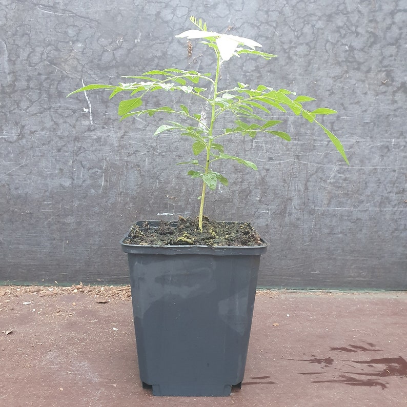 1 sehr glückliche Currybaum plant für frische Curryblätter Murraya Koenigii Bild 3