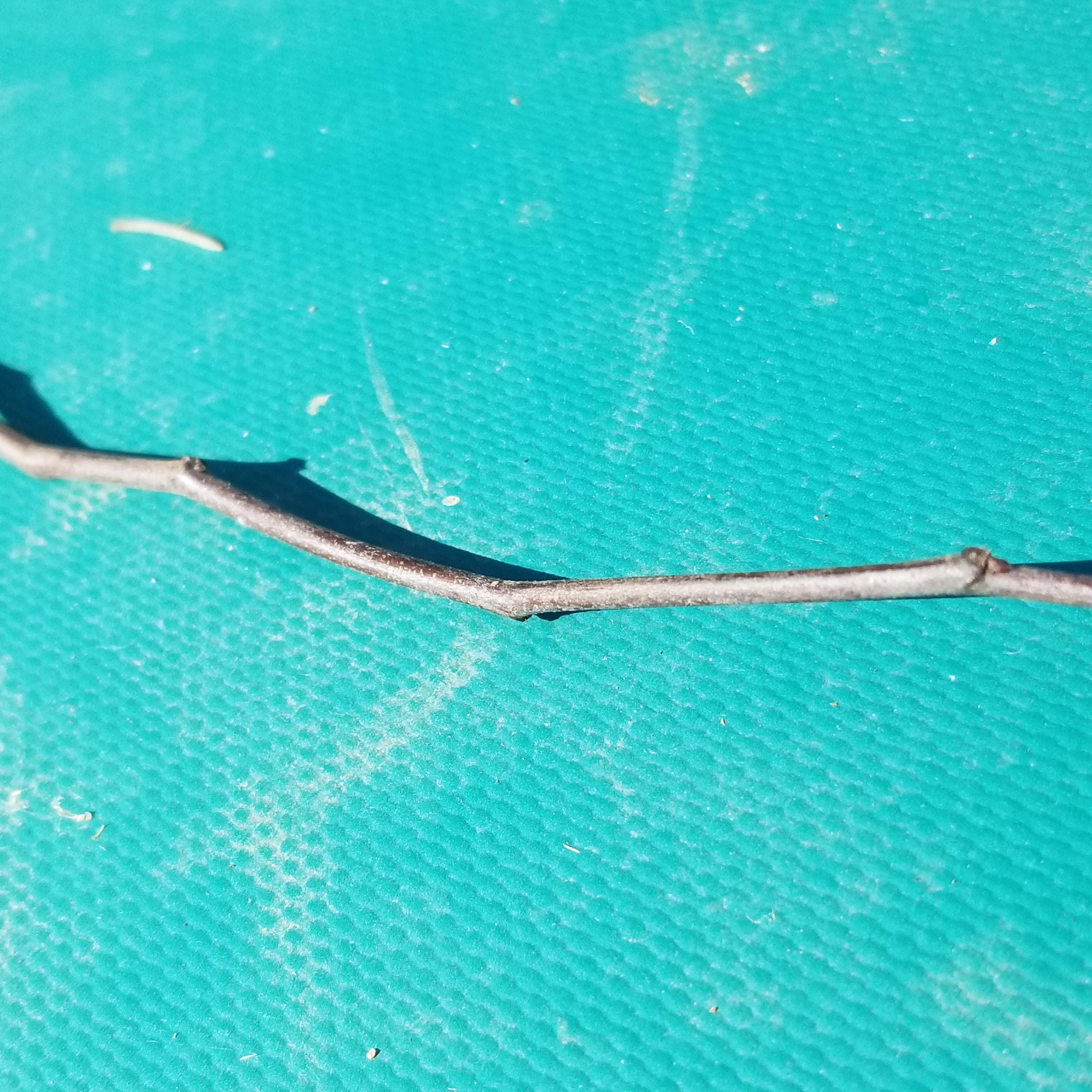 Redbud Tree Root System Eastern Redbud Live Tree, Bare Root - Etsy
