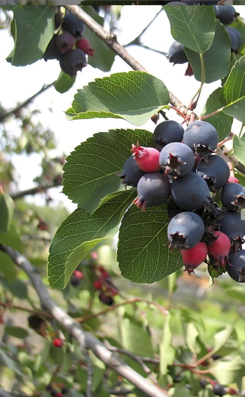 Saskatoon Serviceberry Tree - Etsy