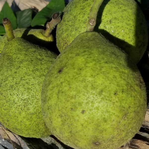 Black Walnut (Juglans Nigra) planting seed packs