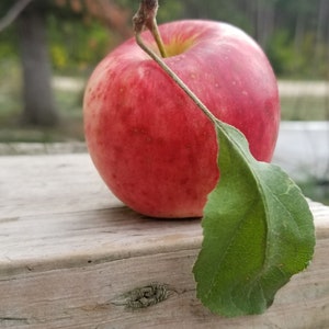 Fruit tree propagation cutting (scion) bundles