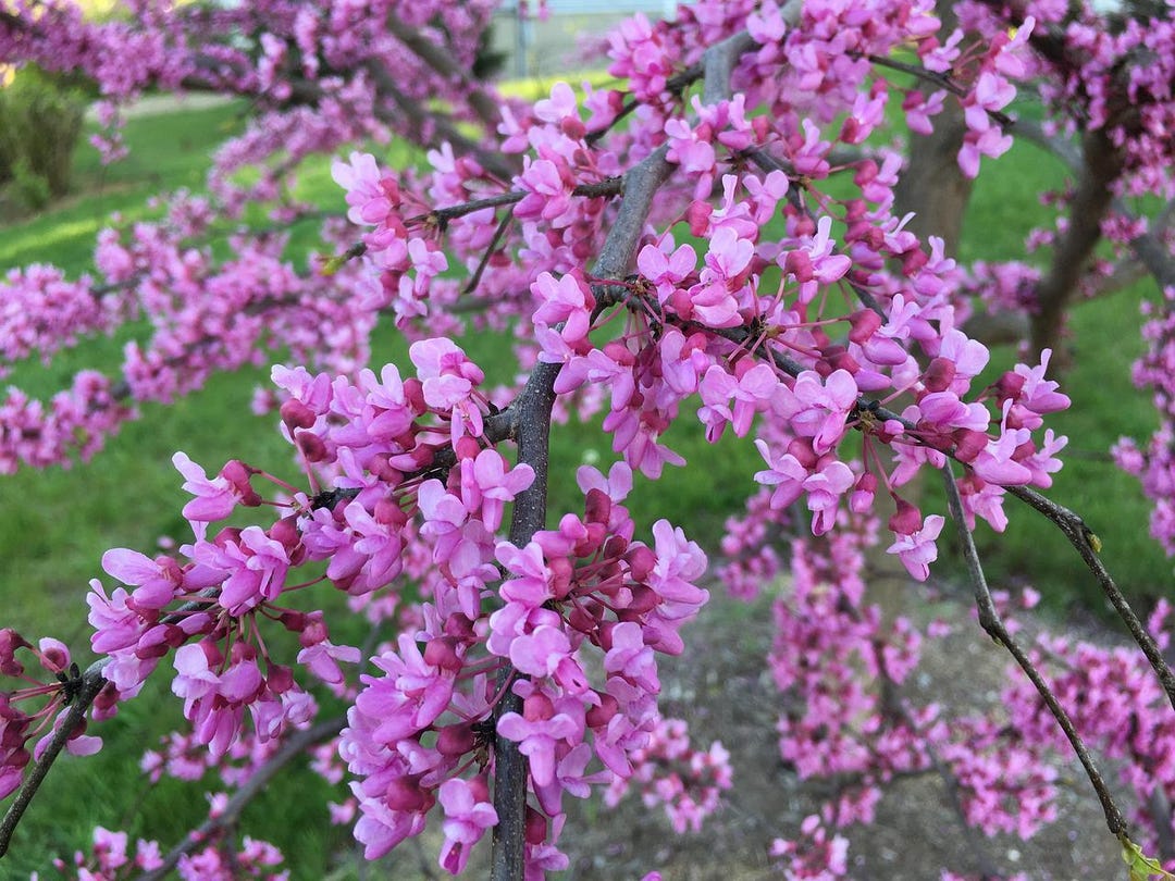 Redbud Tree Root System Eastern Redbud Live Tree, Bare Root - Etsy