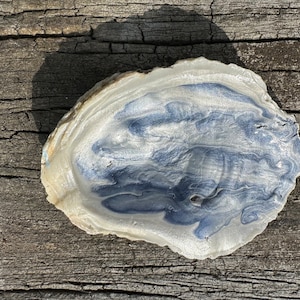 Painted Oyster Shell