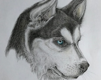 Hand-Drawn Pet Portrait: Graphite or Colored Pencil Art