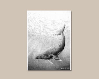 Humpback Whale Pen and Ink Drawing: 9" x 12" Art Print