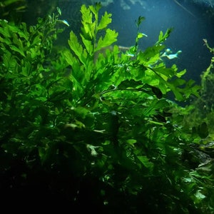 Organically grown African water fern (Bolbitis heudeloti)