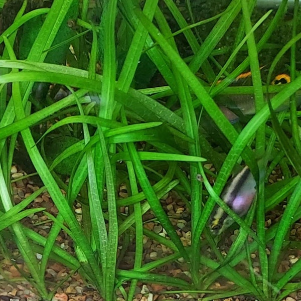 Organically grown Dwarf Sagittaria