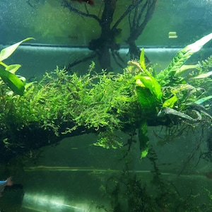 May include: An underwater scene featuring a log covered in vibrant green moss and various aquatic plants. The scene is set in a fish tank, with a few small fish swimming in the background. The water is clear, and the lighting is soft.