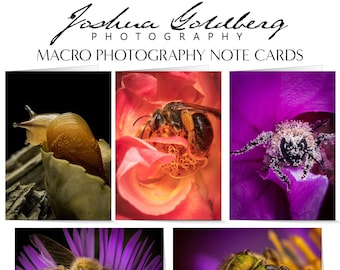 Insect Greeting Cards - 5" x 7" - Blank Inside, Envelopes Included
