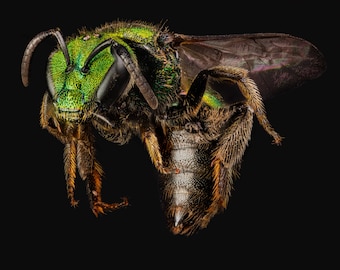 Unframed Fine Art Print - Green Sweat Bee by Joshua Goldberg