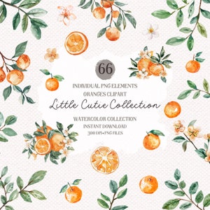 Paquete de imágenes prediseñadas de verano naranja - Little Cutie Clip art, fruta png, acuarela Citrus Clip Art, Little Cutie Baby Shower Invitation clipart