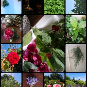 May include: A collage of images featuring various herbs and flowers, including lavender, roses, bay leaves, and nettle. The images are arranged in a grid pattern and showcase the natural beauty of these plants.