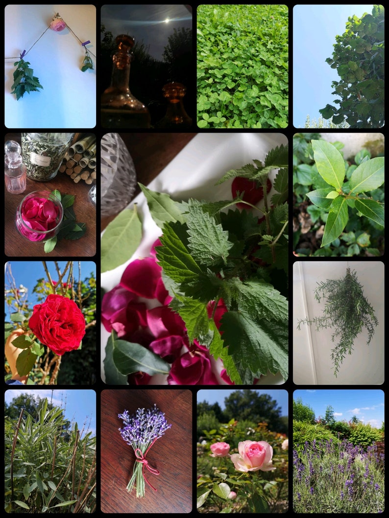 May include: A collage of images featuring various herbs and flowers, including lavender, roses, bay leaves, and nettle. The images are arranged in a grid pattern and showcase the natural beauty of these plants.