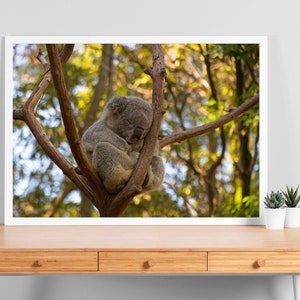K&ouml;nnte beinhalten: Ein gerahmter Druck mit einem schlafenden Koala in einem Baum. Der Koala ist grau und flauschig, zusammengerollt auf einem braunen Ast. Der Hintergrund zeigt einen verschwommenen Wald mit gr&uuml;nem und gelbem Laub. Der Rahmen ist wei&szlig;.