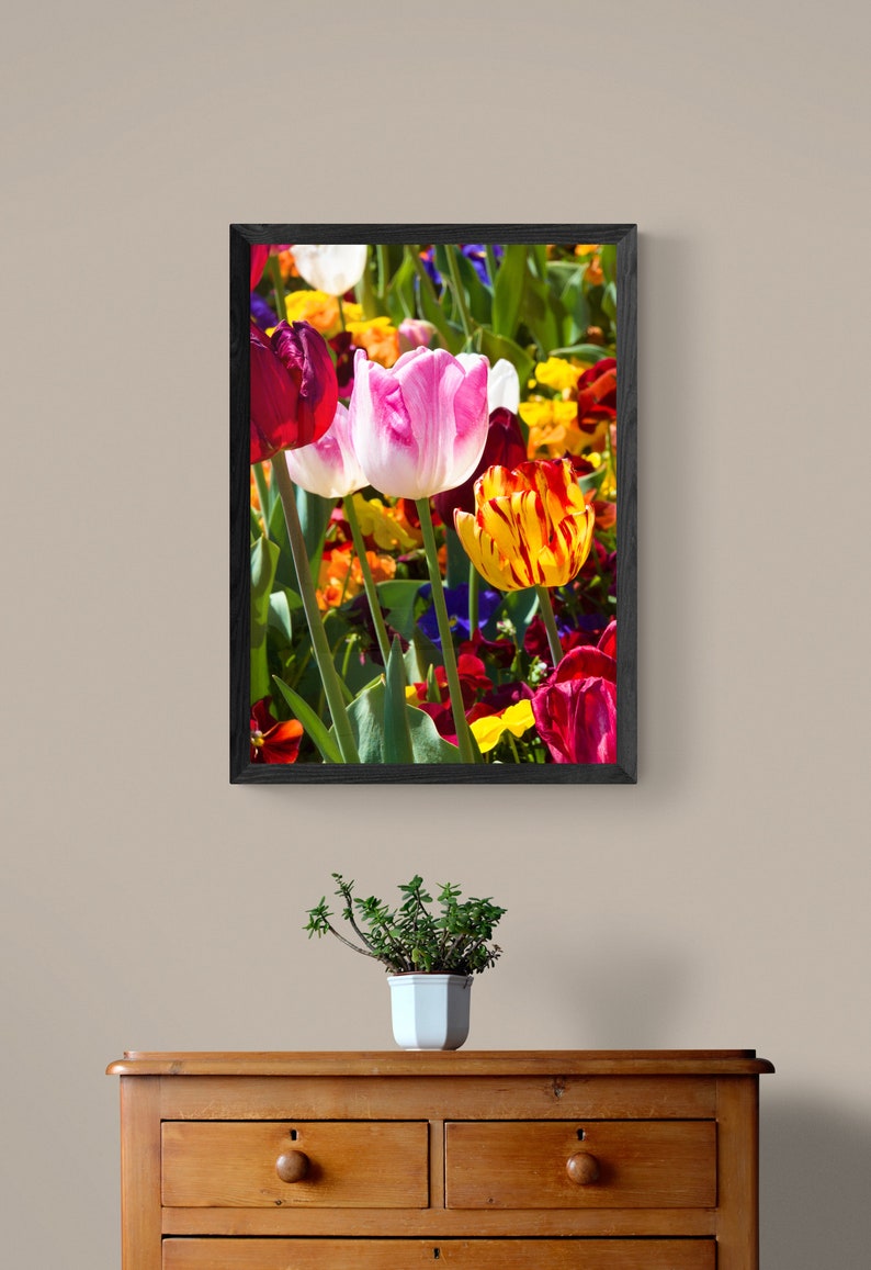 May include: A framed photograph of a colorful bouquet of tulips in various shades of red, pink, yellow, and orange. The tulips are in full bloom and have green stems and leaves.