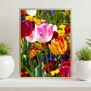 May include: A framed photograph of a colorful bouquet of tulips in various shades of pink, red, yellow, and orange. The tulips are in focus, while the background is blurred.