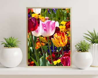Lebendige Tulpe Fotodruck | Blumen Wand Kunst | Bunte Natur-Fotografie (Drucke, keine Rahmen)