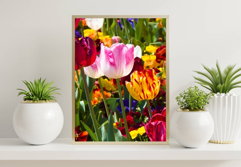 May include: A framed photograph of a colorful bouquet of tulips in various shades of pink, red, yellow, and orange. The tulips are in focus, while the background is blurred.