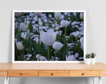 Tulip Photos / Calming Wall Art / Floral Prints / Nature Fine Art Print   (prints only, no frames)
