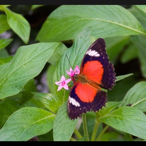 K&ouml;nnte beinhalten: Ein rot-schwarz-wei&szlig;er Schmetterling mit gewelltem Rand sitzt auf einer rosa Bl&uuml;te mit gr&uuml;nen Bl&auml;ttern.