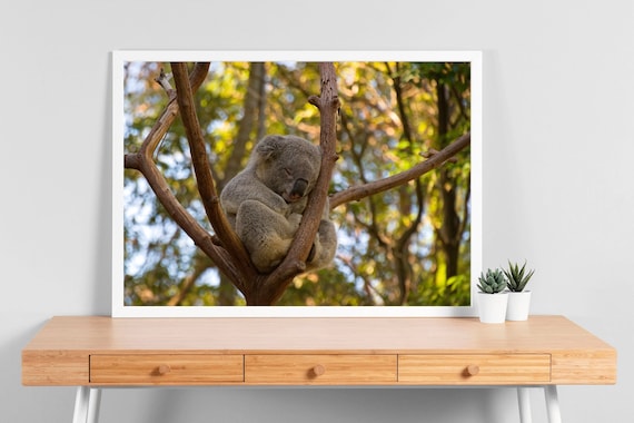 Adorable Koala Photo Print | Calming Wall Art | Wildlife Art | Australian Koala Photography (Prints Only, No Frames)