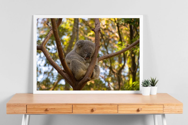 K&ouml;nnte beinhalten: Ein gerahmter Druck mit einem schlafenden Koala in einem Baum. Der Koala ist grau und flauschig, zusammengerollt auf einem braunen Ast. Der Hintergrund zeigt einen verschwommenen Wald mit gr&uuml;nem und gelbem Laub. Der Rahmen ist wei&szlig;.